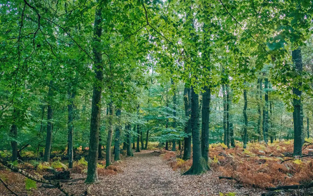 IMG_7801-severe-noise-klein-1080x675